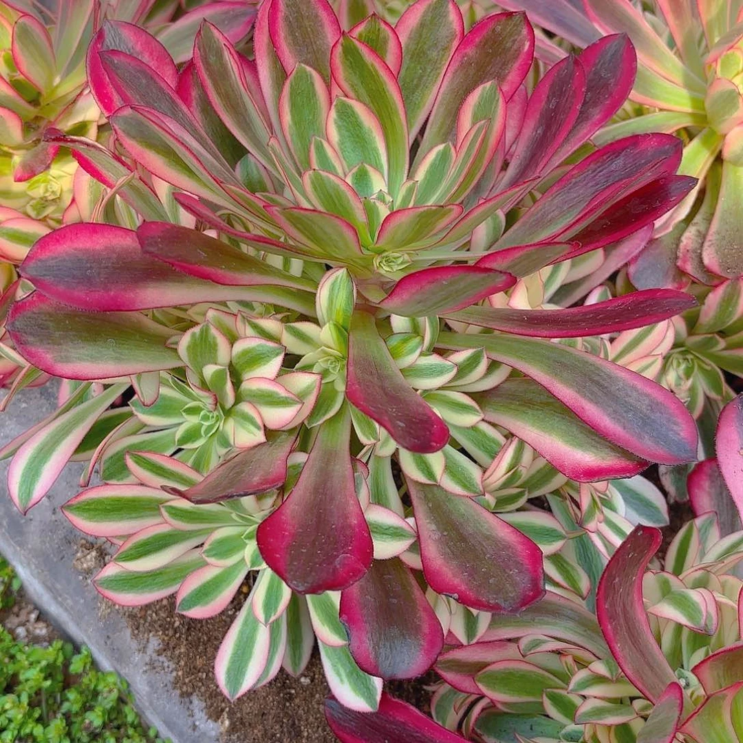 美杜莎手捧多肉植物