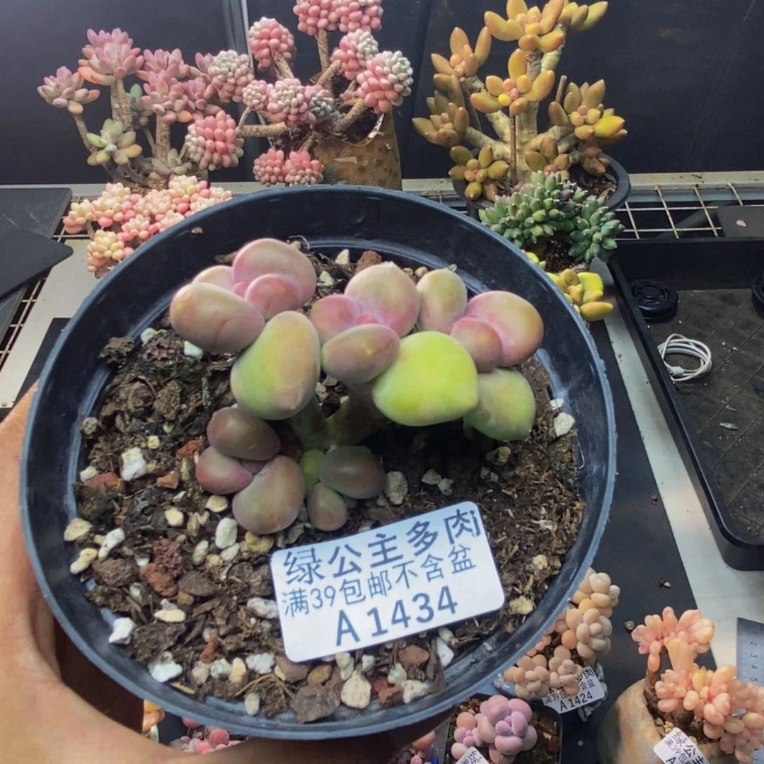 434芒果奶kk奶多肉5c m