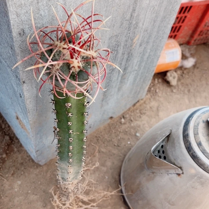 高木菲冠龙黑刺苗接