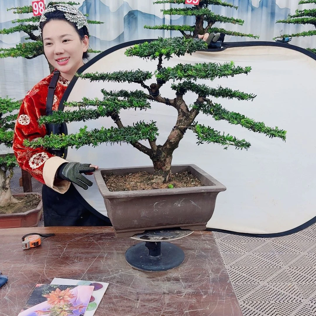 无花朵罗汉松一物一拍888