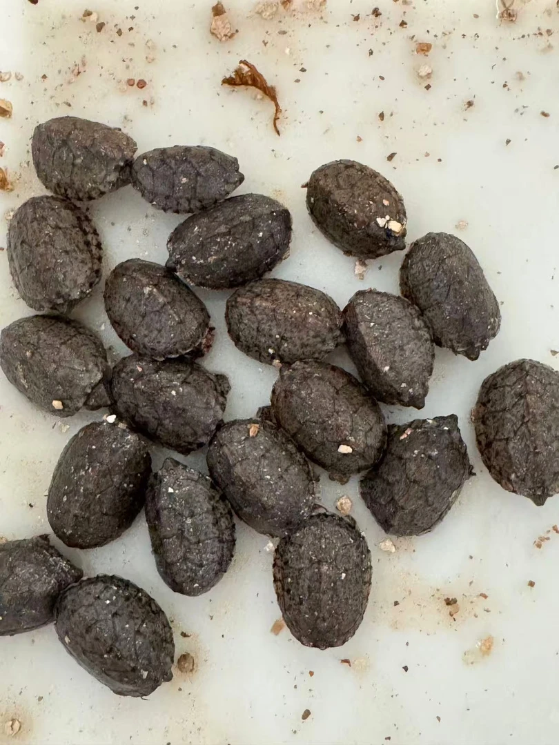 直播间链接龟苗乌龟果核苗活体宠物观赏龟