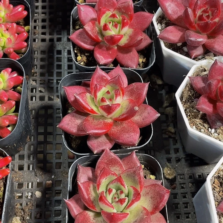 大罗宾带盆土发货