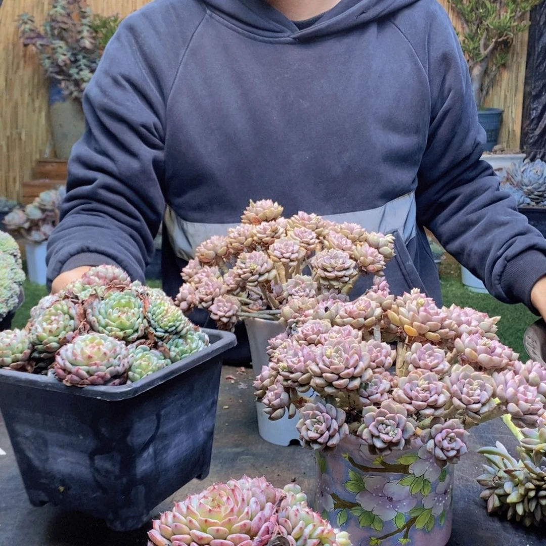 粉**查A7号白胖子缀多肉