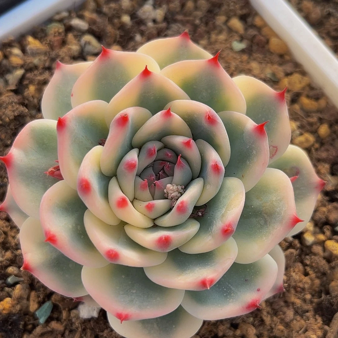 吉娃娃锦多肉植物