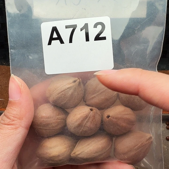 ****掉橄榄核手串/手链橄榄