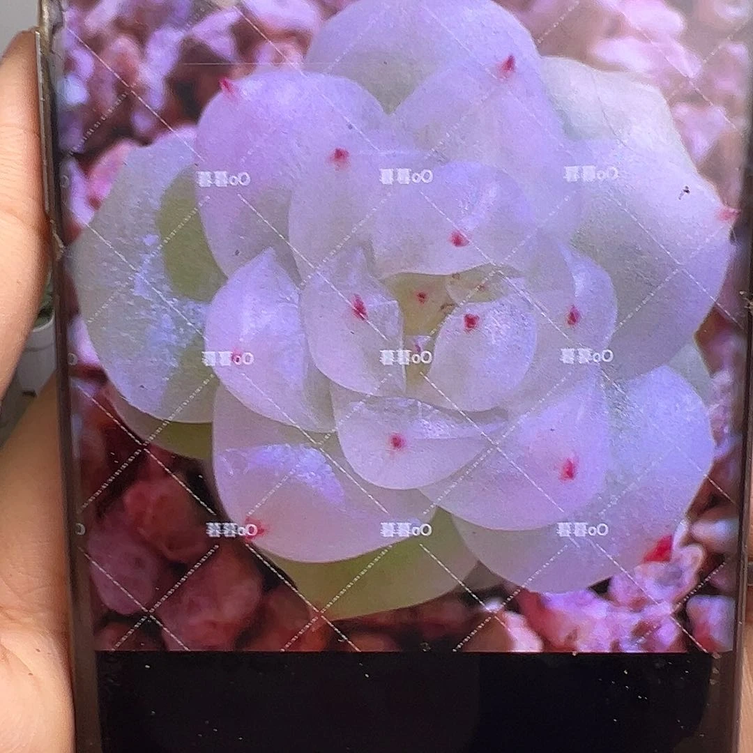 皛皛多肉状态图啊