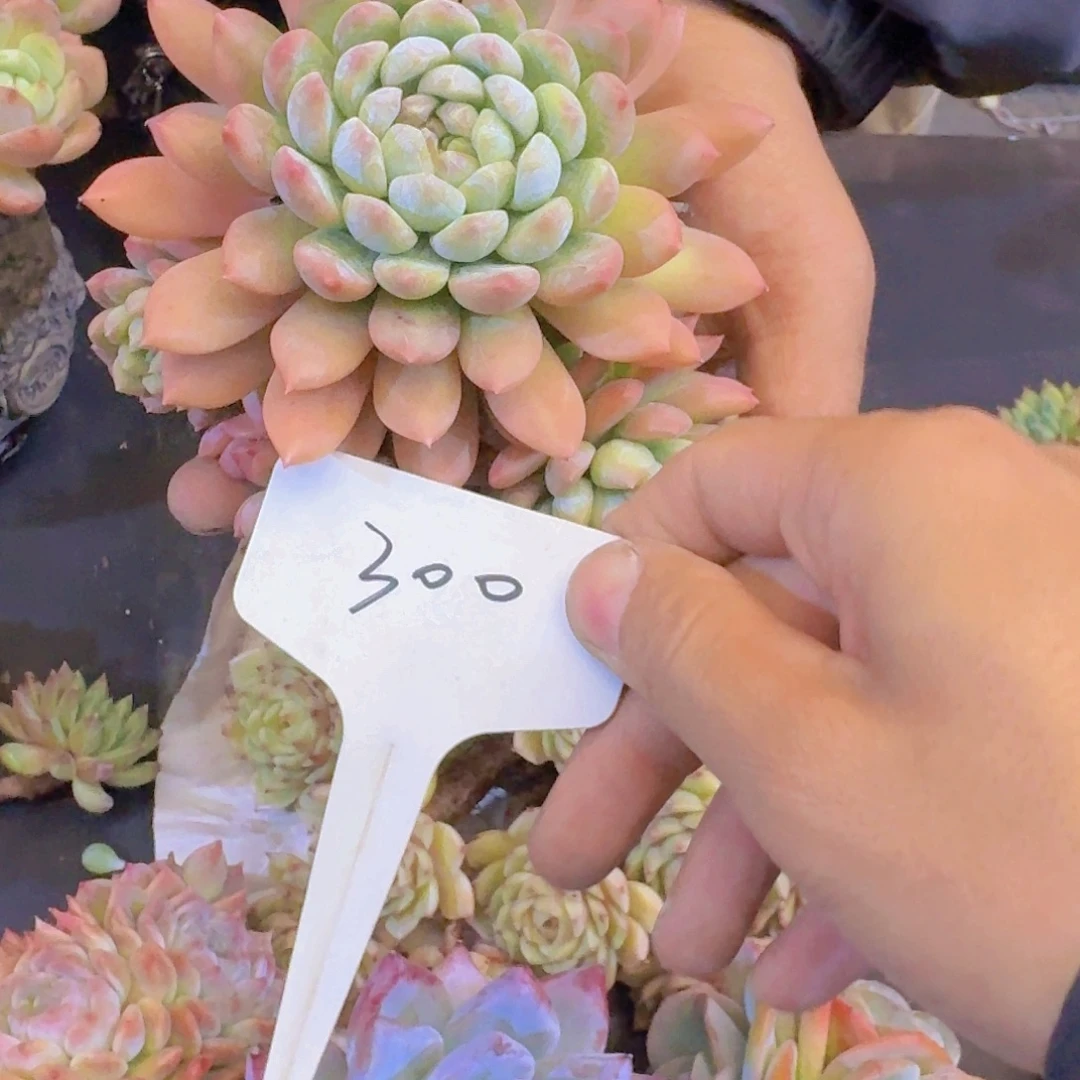 多肉植物的生长发育和