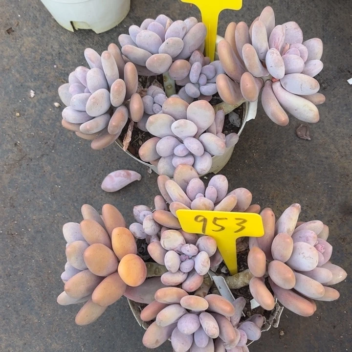 桃美人两颗965 953