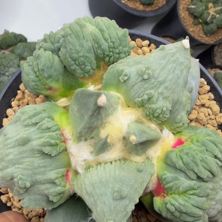 目前已经出到3边血了