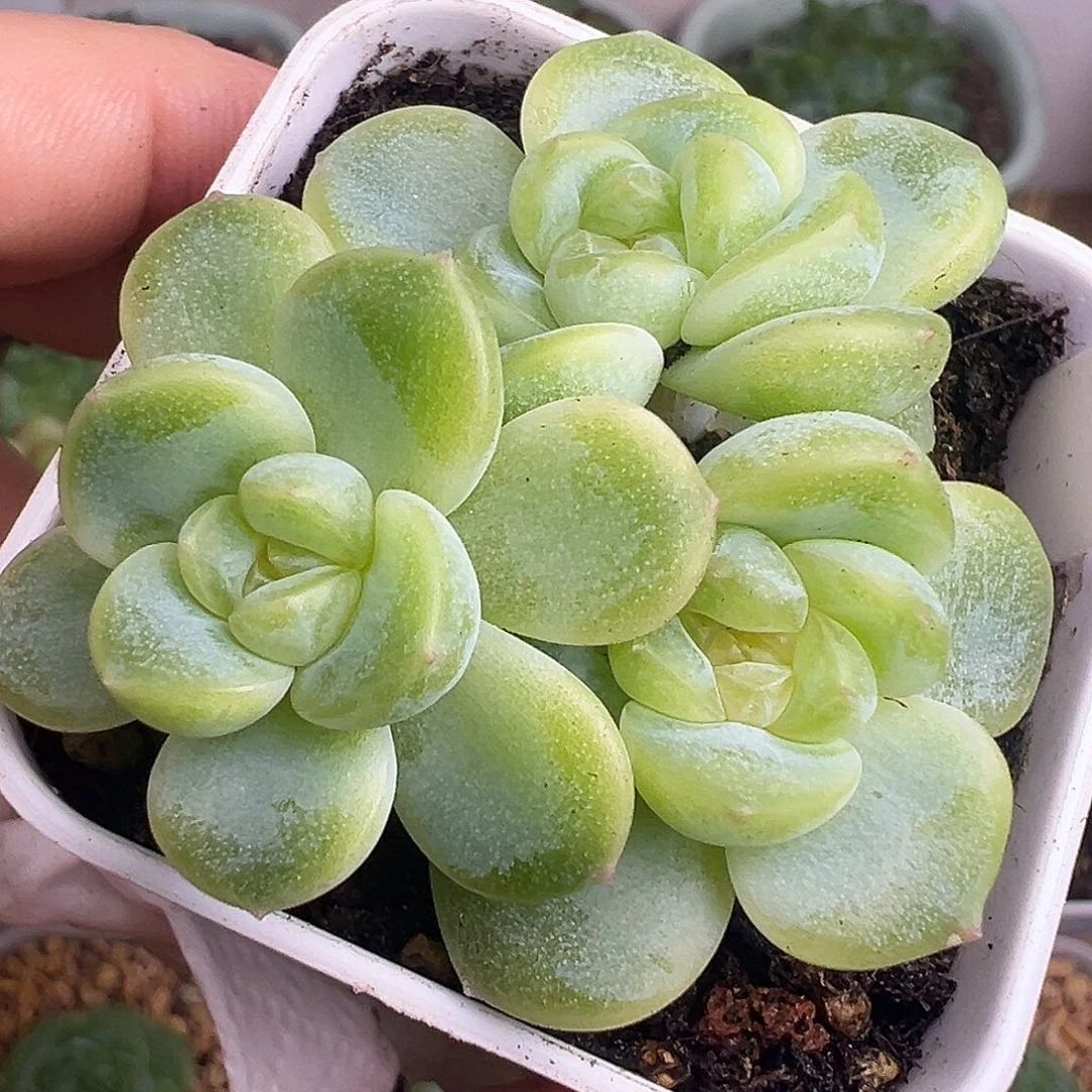 三头615财富密码。