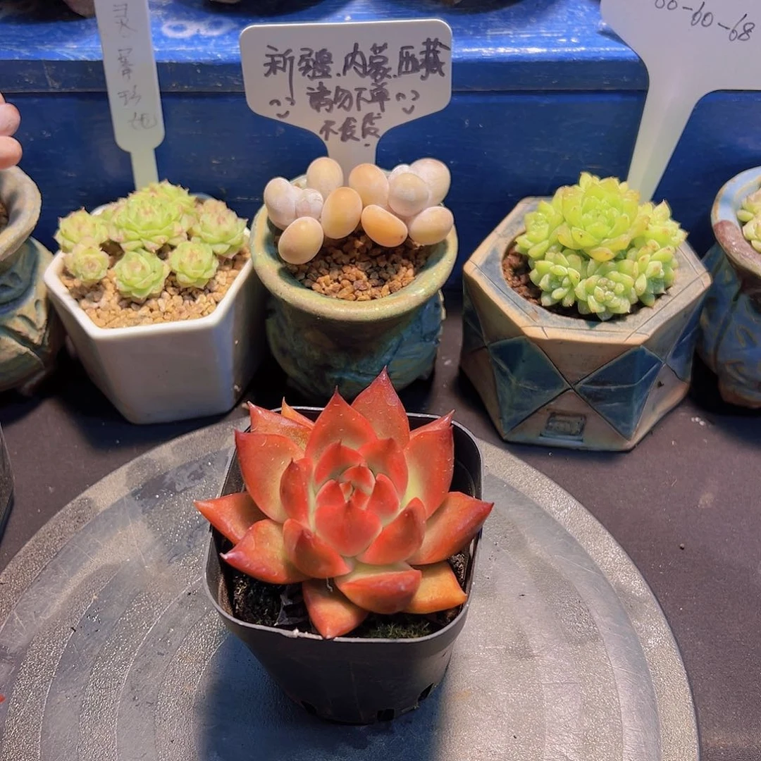 钻石贝拉，裸根发货，