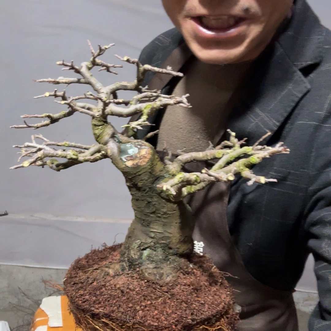 爱***赢云南昭通红花平枝栒子红花