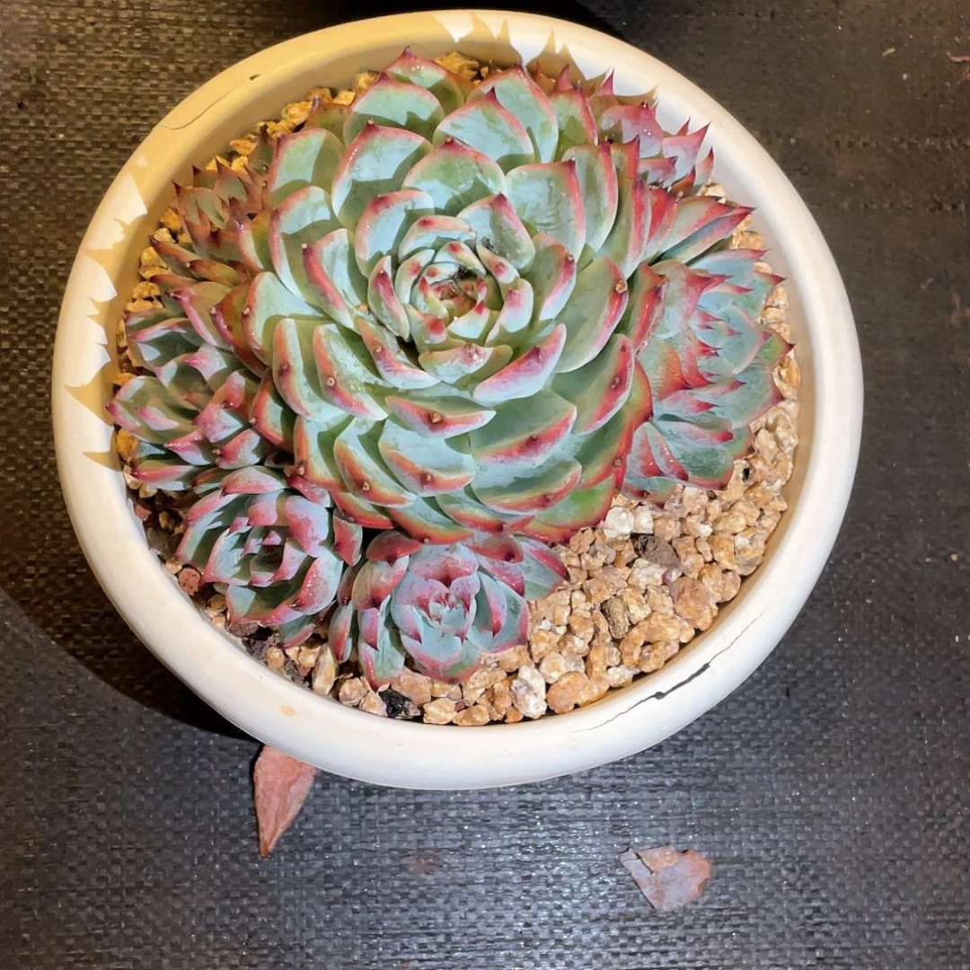 蓓***爷多肉植物一物一拍 补差价
