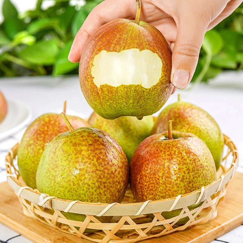 【坏果包赔】山西玉露香梨4.5斤装清甜可口新鲜香梨应季水果NN【ZY】