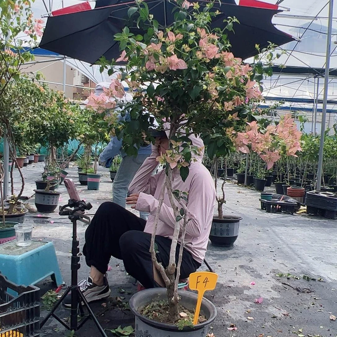 当前无花栽培后可以开花平*F4卡亚塔