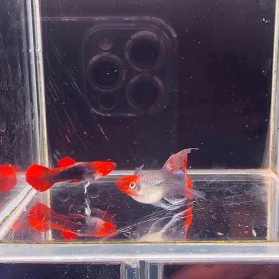 孔雀鱼深海蓝缎带1对