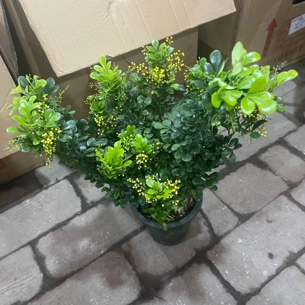 米兰盆栽绿植开花香