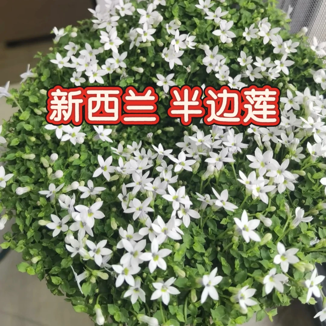 【新西兰半边莲】四季常绿易养盆栽开花草坪多年生耐寒地被耐热庭院