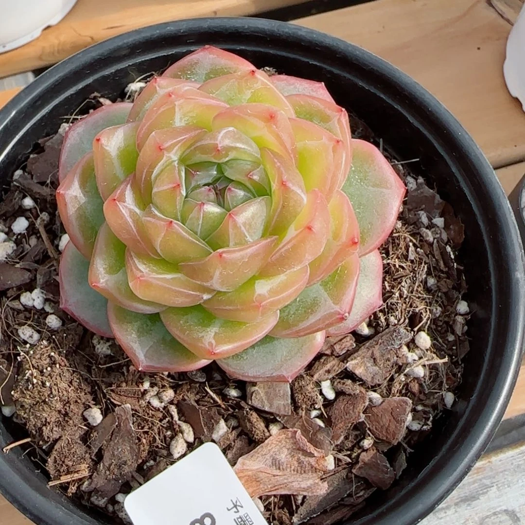 海洋之星，8466多肉植物