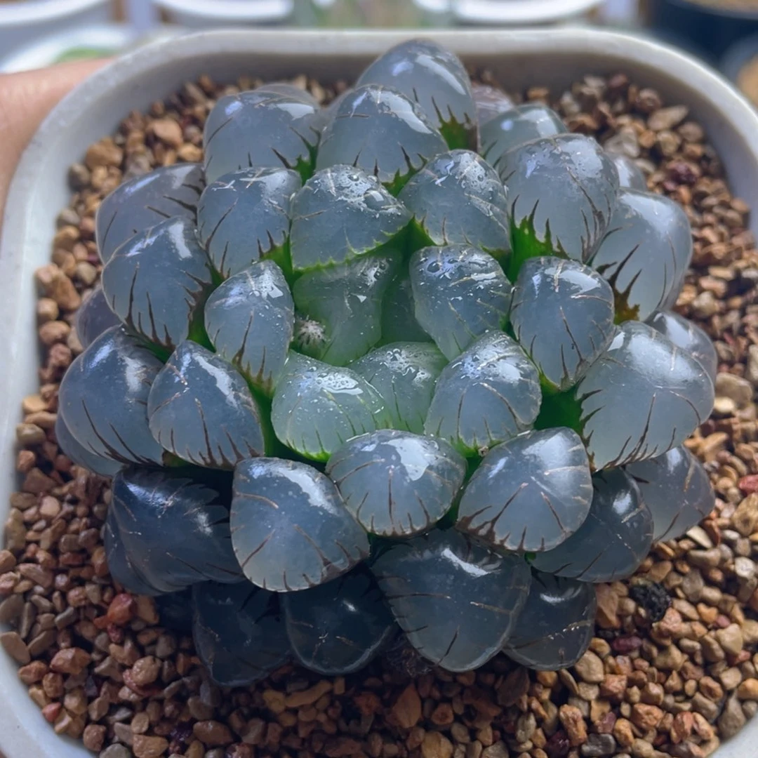 十二卷多肉大紫冰灯玉露。