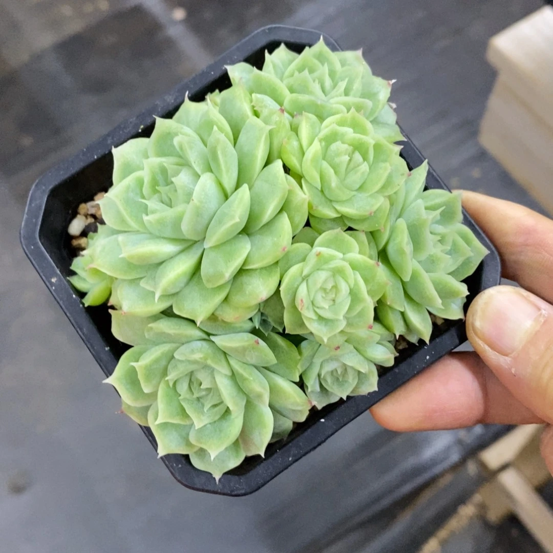 精品多肉一物一拍不包整160