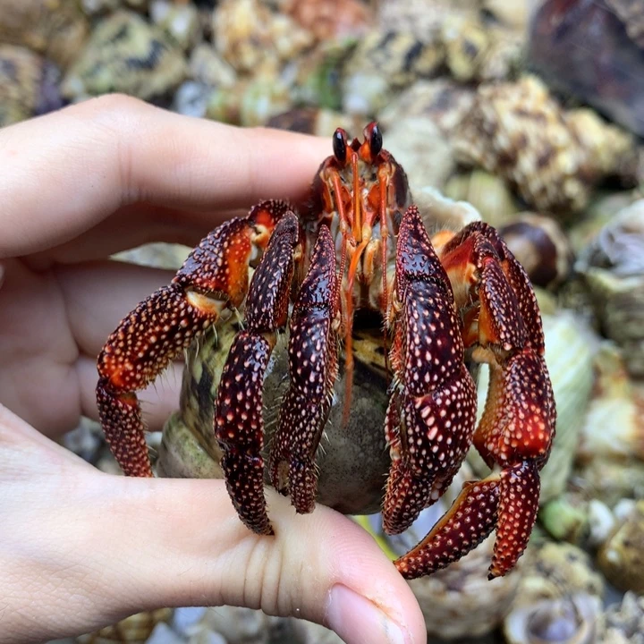 47t精品3.1口黑莓