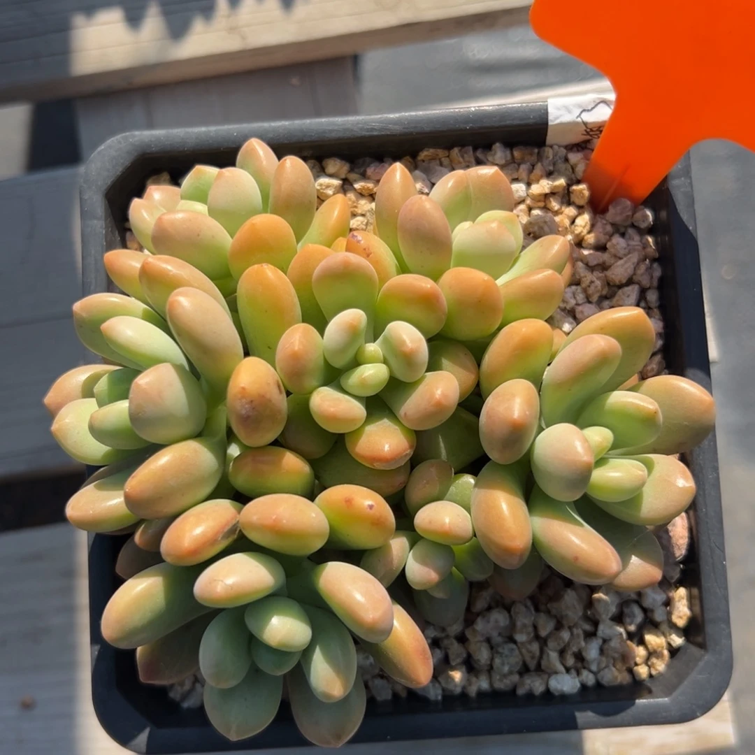 阳光玫瑰1111111111111