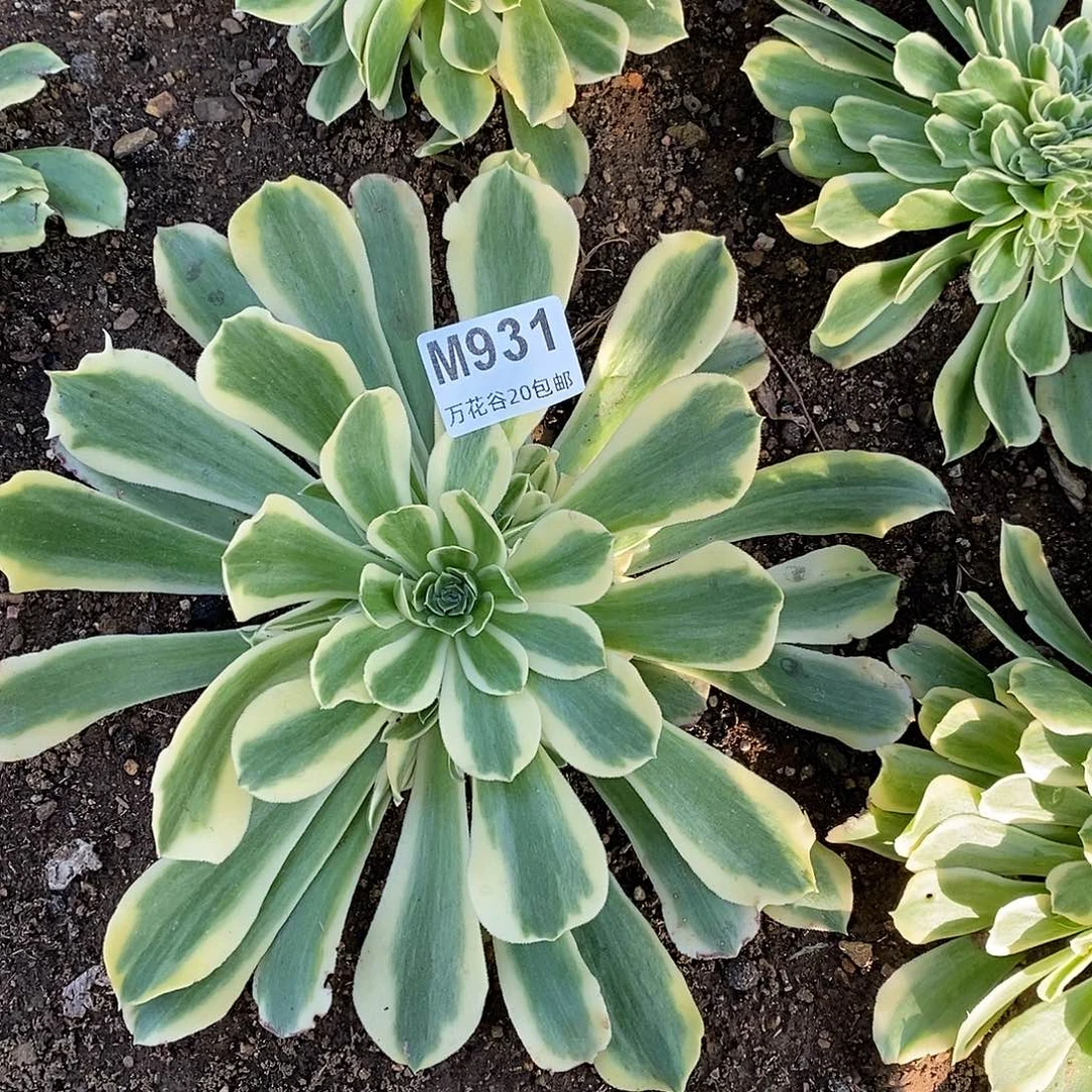 931绿豆沙多肉植物