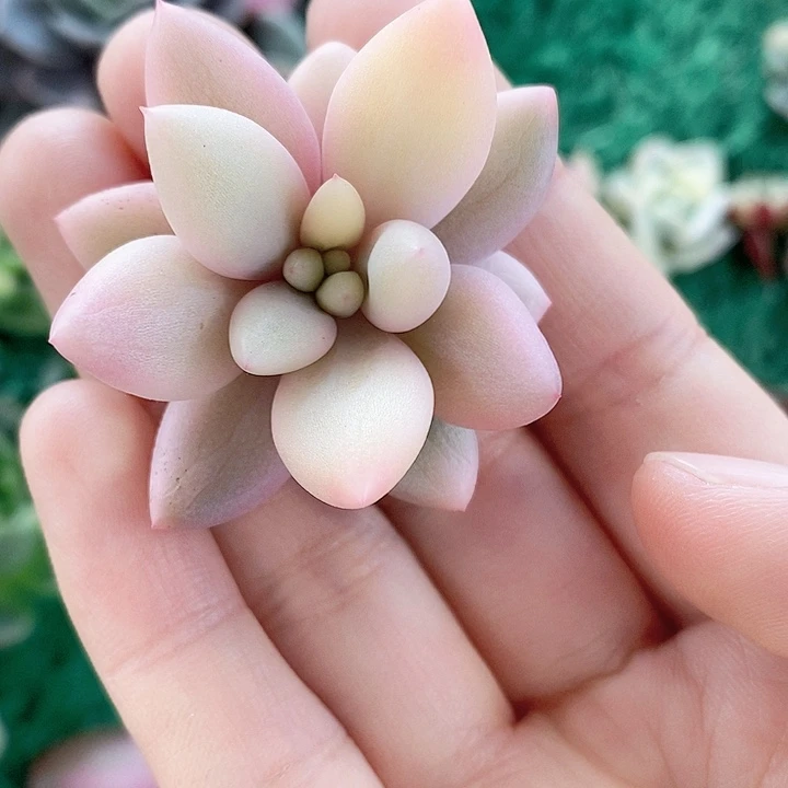 蜜桃啵啵一物一拍，