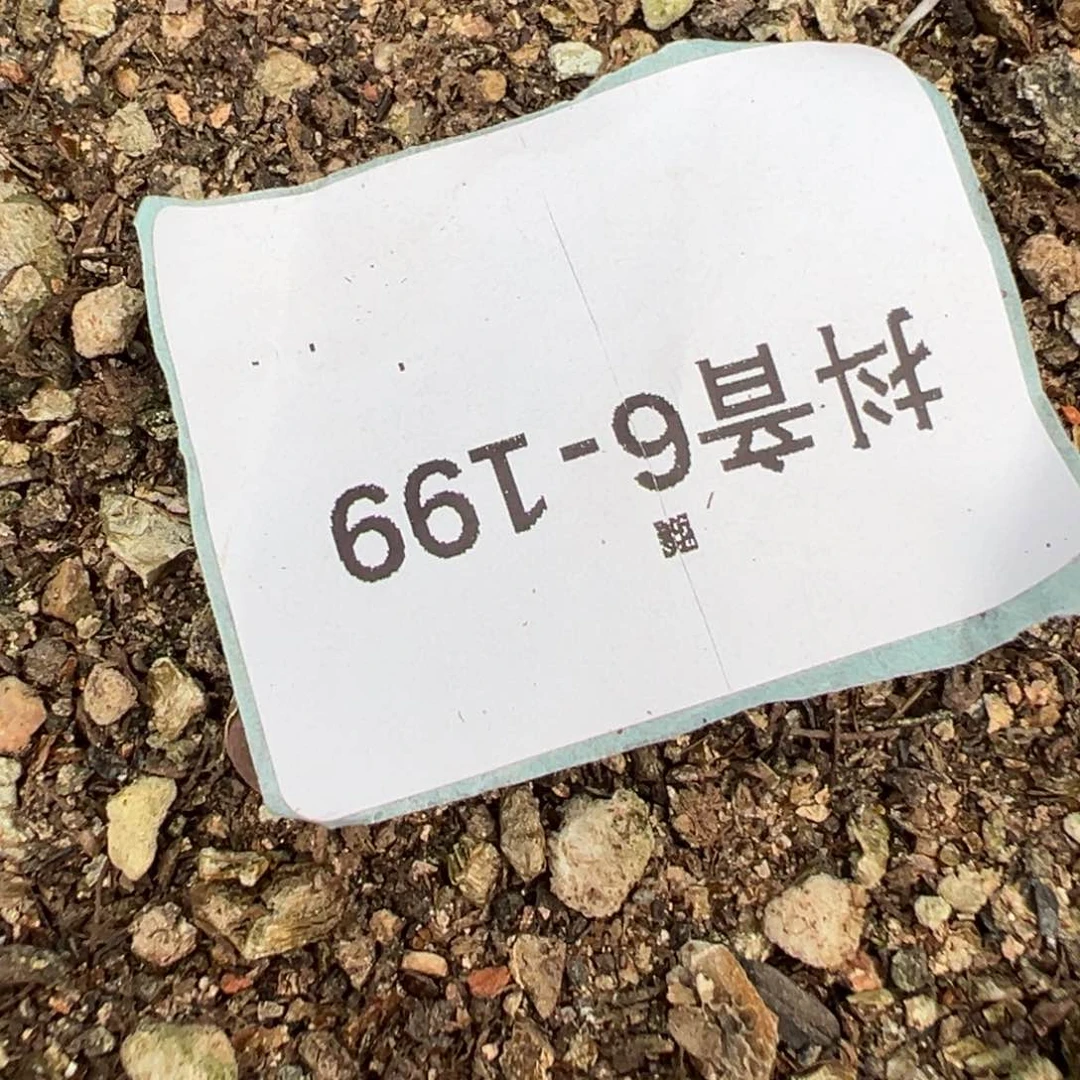 _**丶6-199肉锥多肉植物，