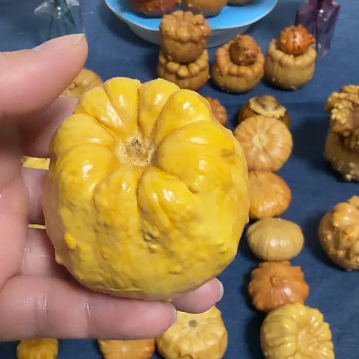 水***哥墨西哥七彩疙瘩葫芦