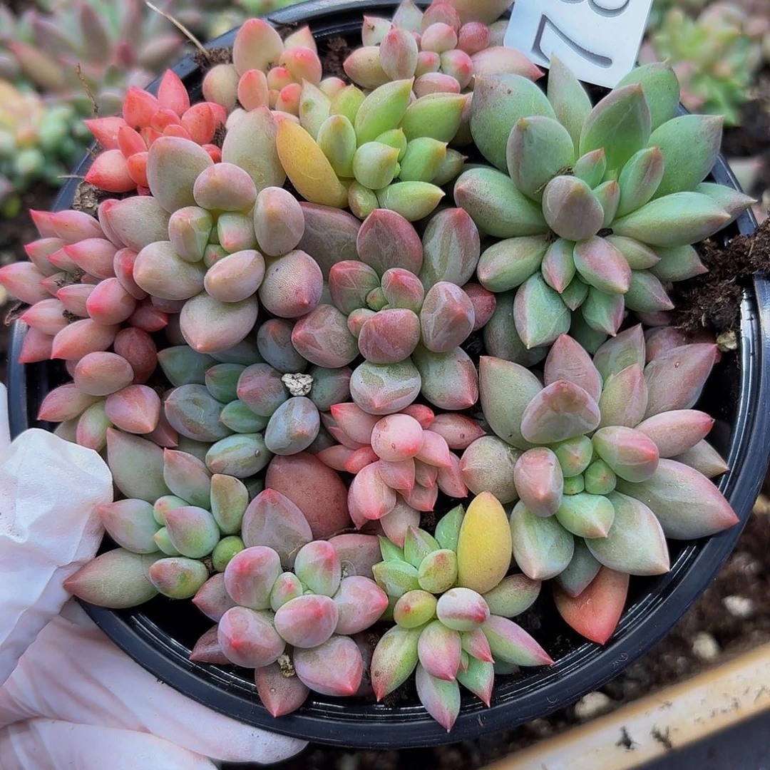 多肉植物多肉植物784