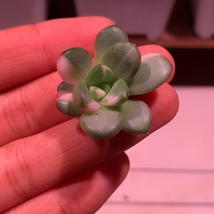 葡萄锦锦锦锦锦锦锦锦