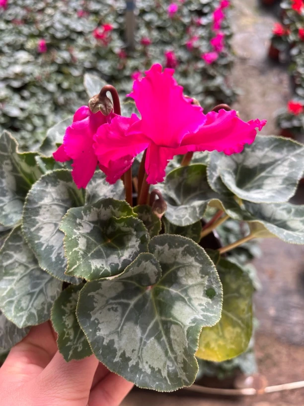 仙客来(皱边紫色）一棵