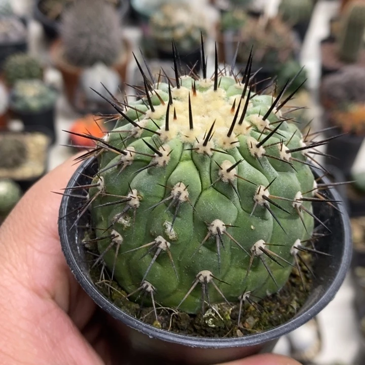 黑王特价福利包邮