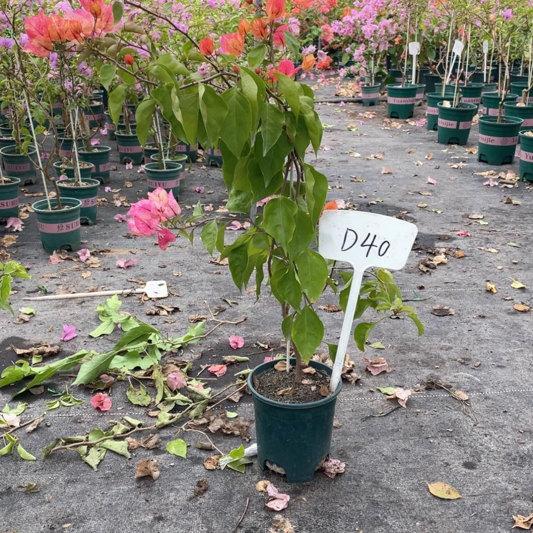 萱***8大量花朵（建议范围：8朵-15朵 或40%以上）阿朱娜D40