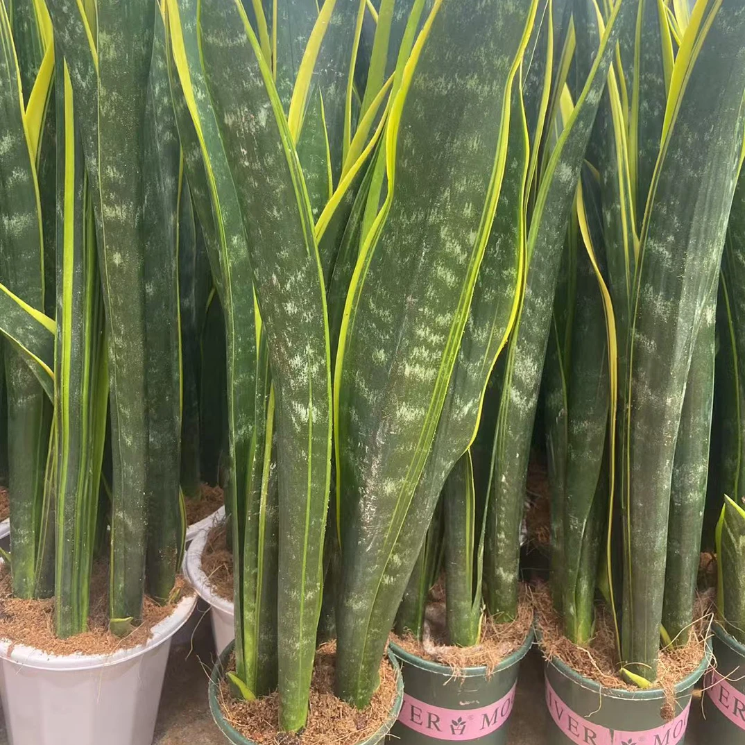 稀有高脚黄金虎皮兰盆栽室内净化空气吸甲醛易养活