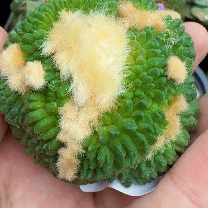 无花朵落地哥怒494