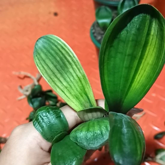 老*特色花卉君子兰小苗，