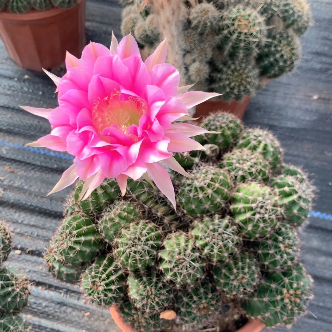 6103实生彩草大群