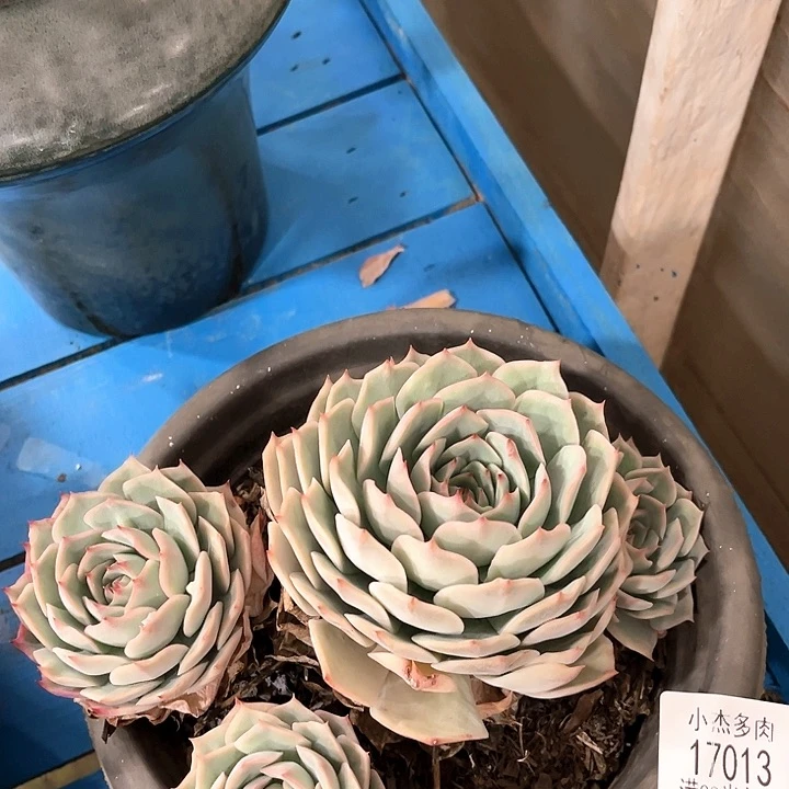 小杰保养盒2个17013