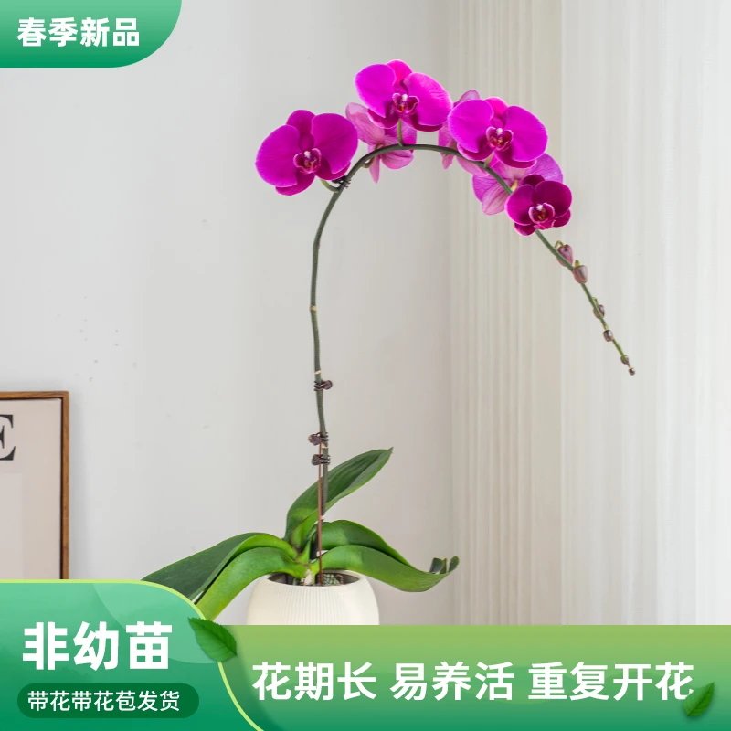 金色池塘 蝴蝶兰基地 蝴蝶兰【大辣椒】圣诞节带花室内乔迁开业礼物