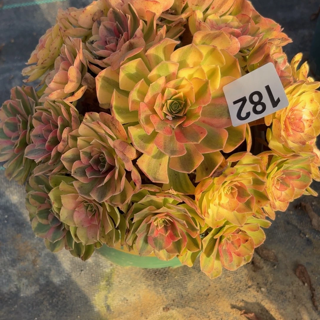 182雨河多肉植物福利