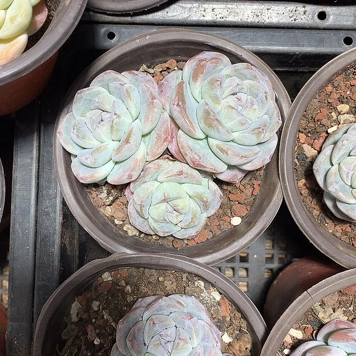 冰玉紫心多肉植物