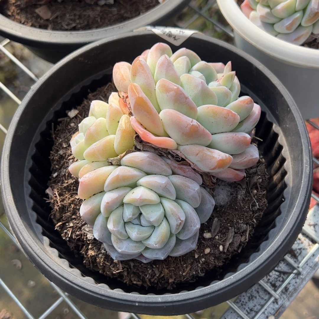 冰玉三头起发精控