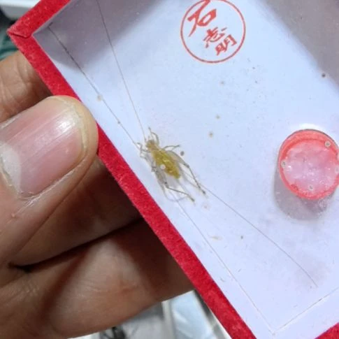 石志明大黄蛉一条全品