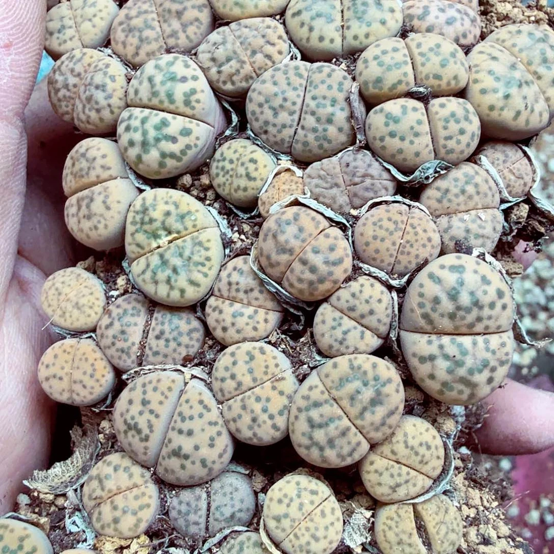 嚯***肉哈哈笑不出话218月