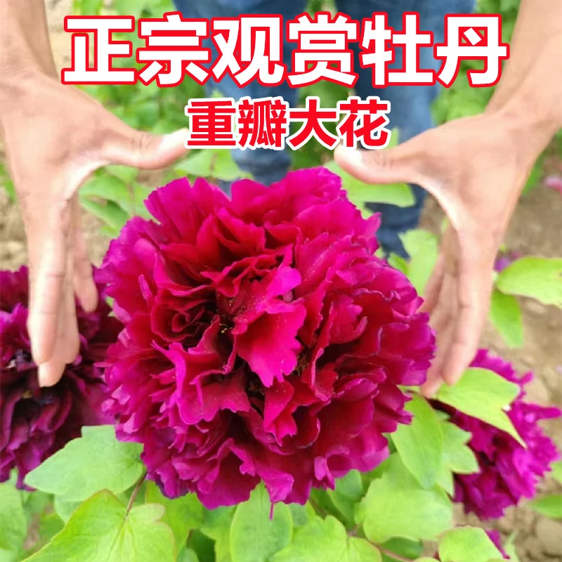 【洛阳红】观赏牡丹花苗阳台庭院北方耐寒盆栽地栽洛阳基地裸根直发