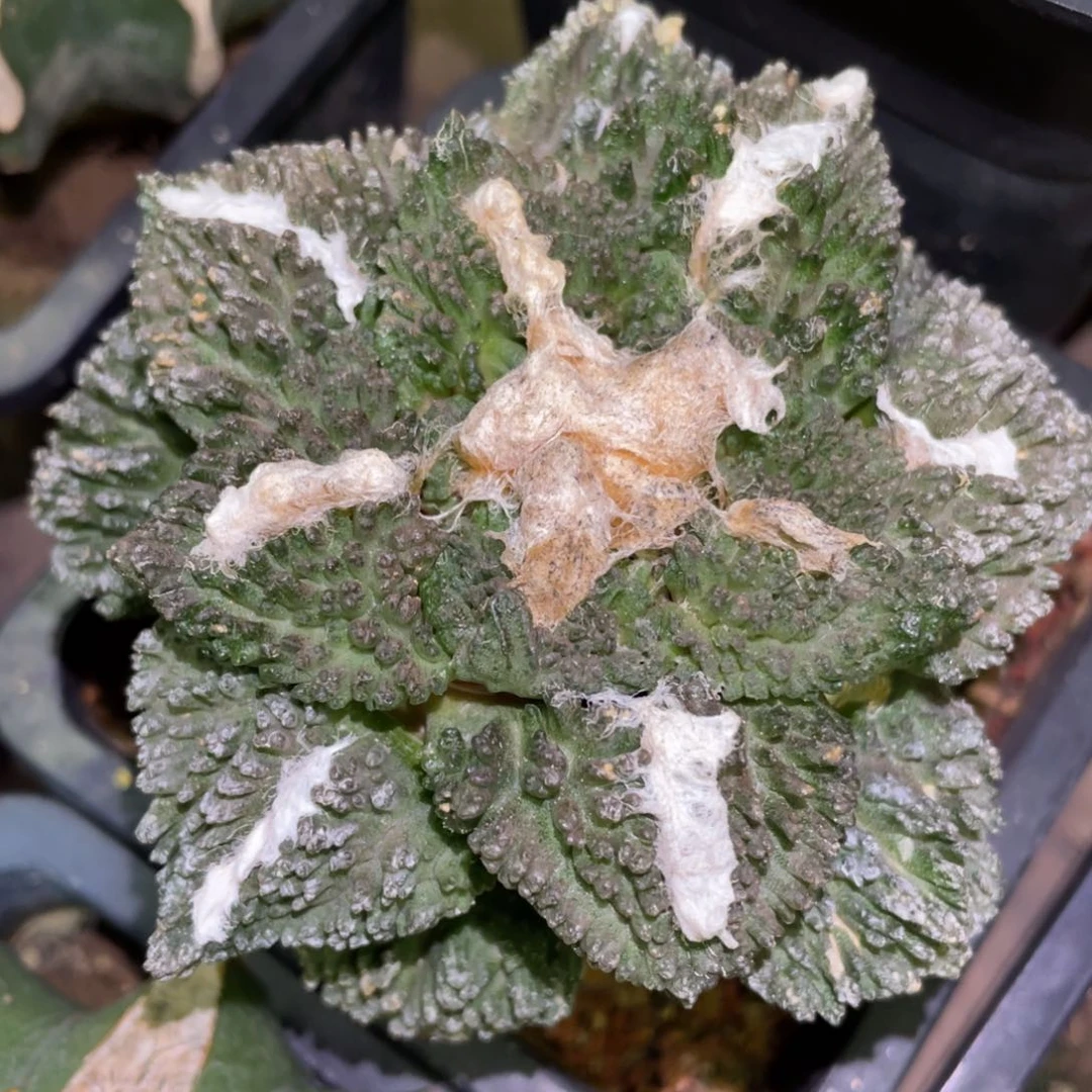 紫姬中筋大型哥斯拉牡丹