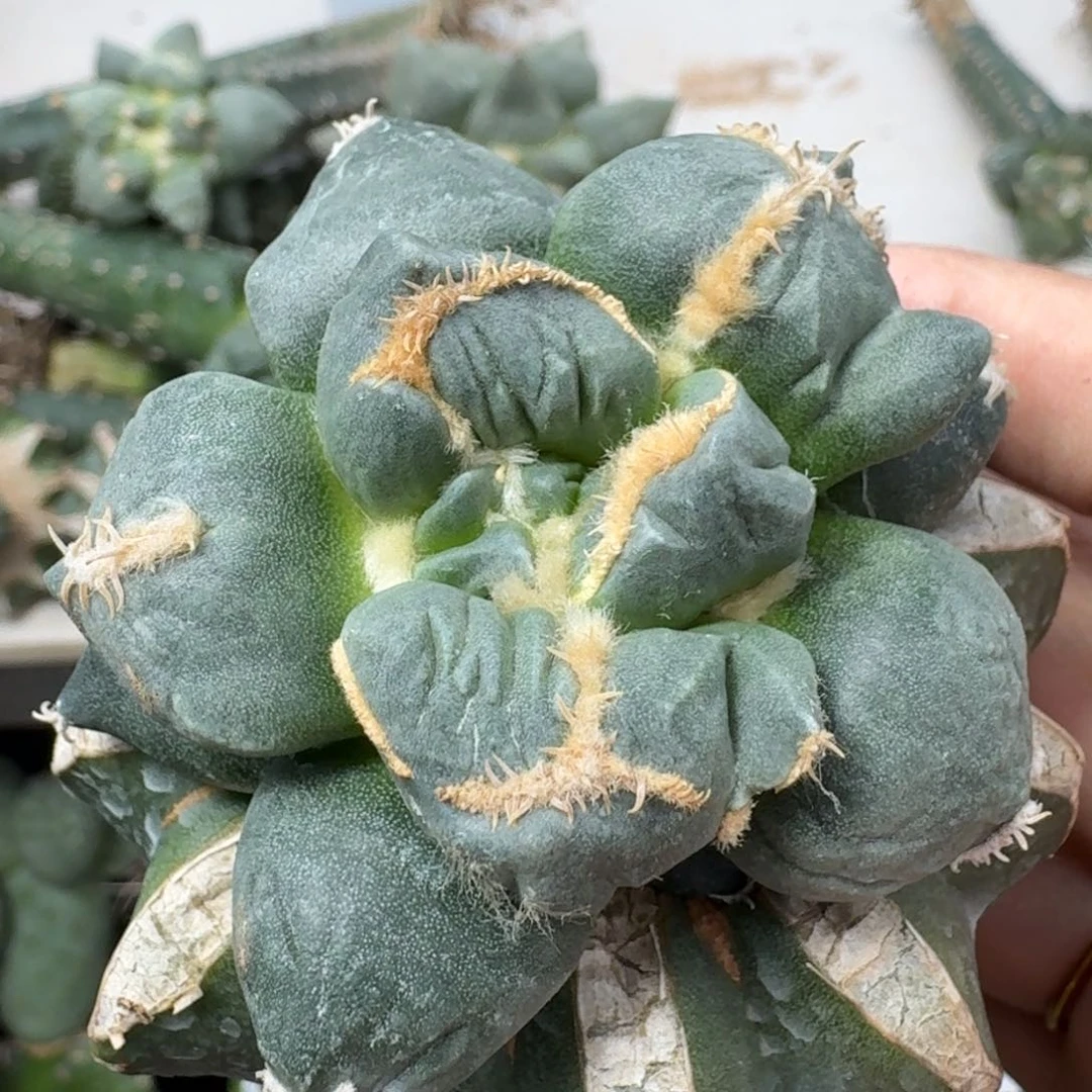 【闪购商品】无花朵连瓷变尤蛋怒458